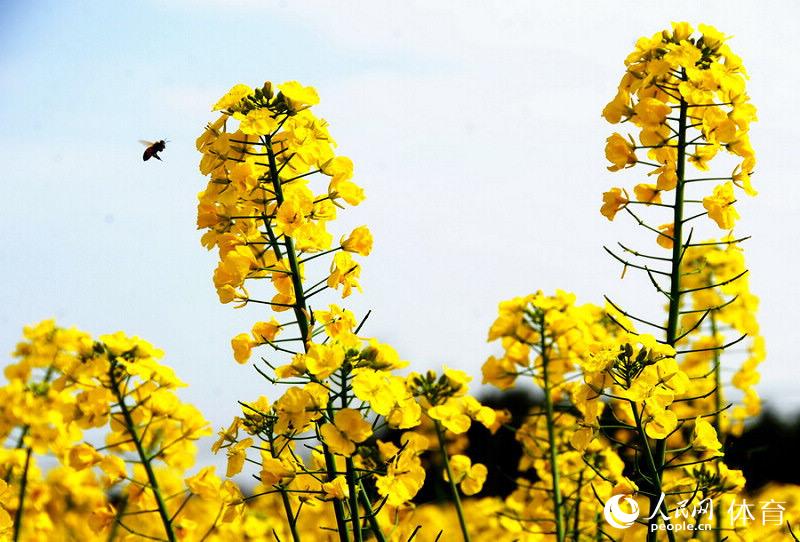 崇州的油菜花美景令人陶醉。